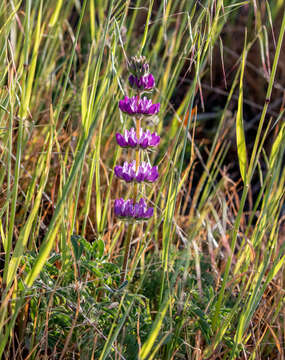 Image de <i>Lupinus <i>microcarpus</i></i> var. microcarpus