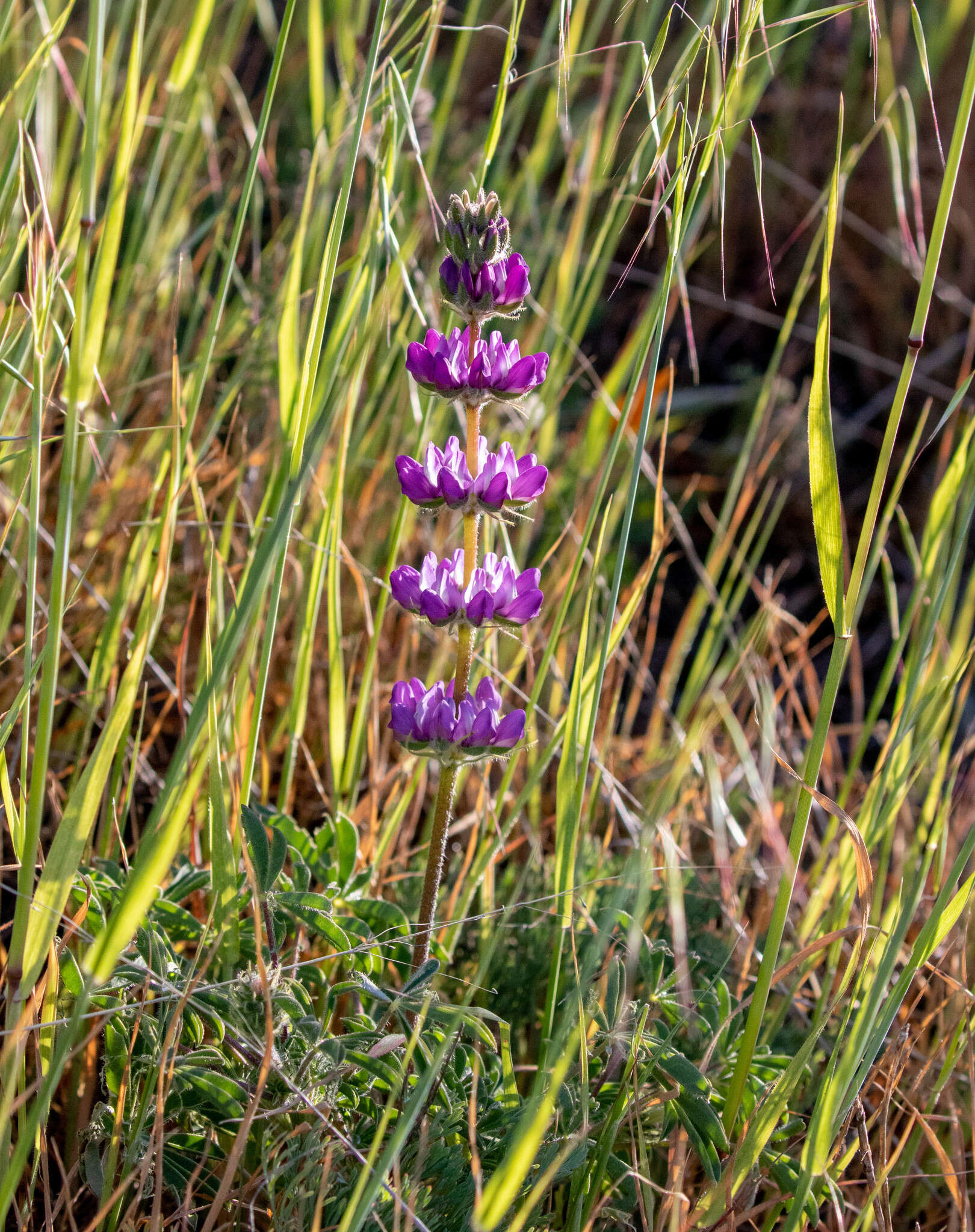 Image of <i>Lupinus <i>microcarpus</i></i> var. microcarpus