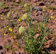 Image of Ptilotus clementii (Farmar) Benl