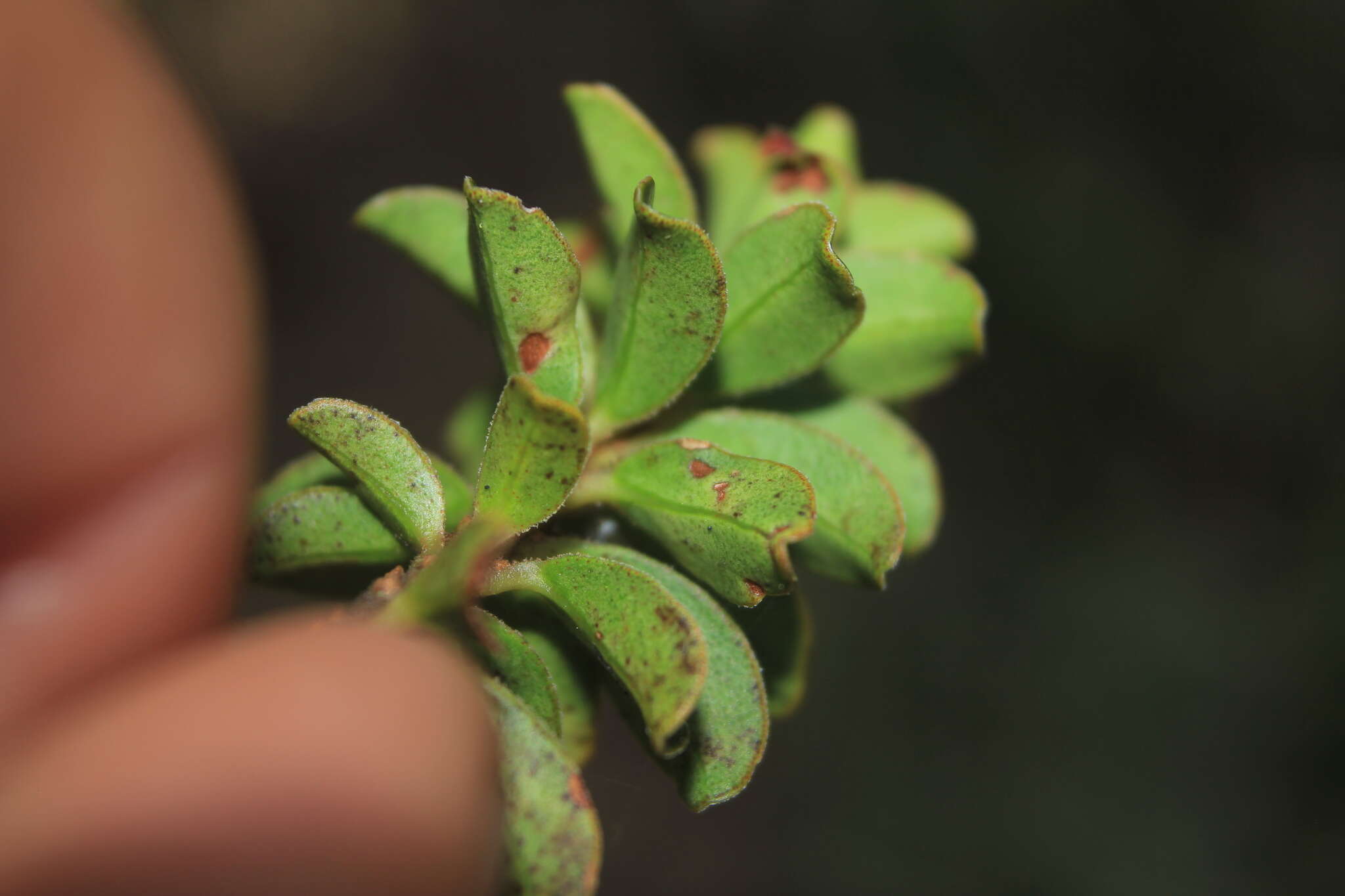 Image of Myrsine dependens (Ruiz & Pav.) Sprengel