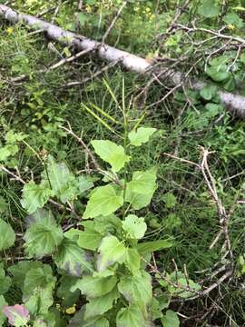 Image of Large Mountain Bittercress