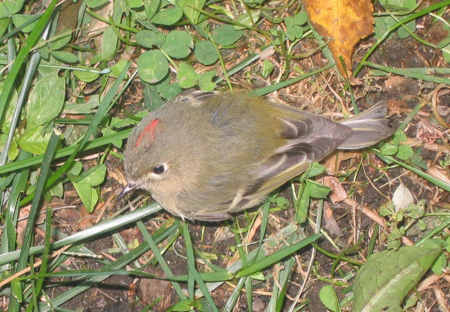 Image of goldcrests and kinglets