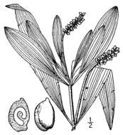 Image of alpine pondweed