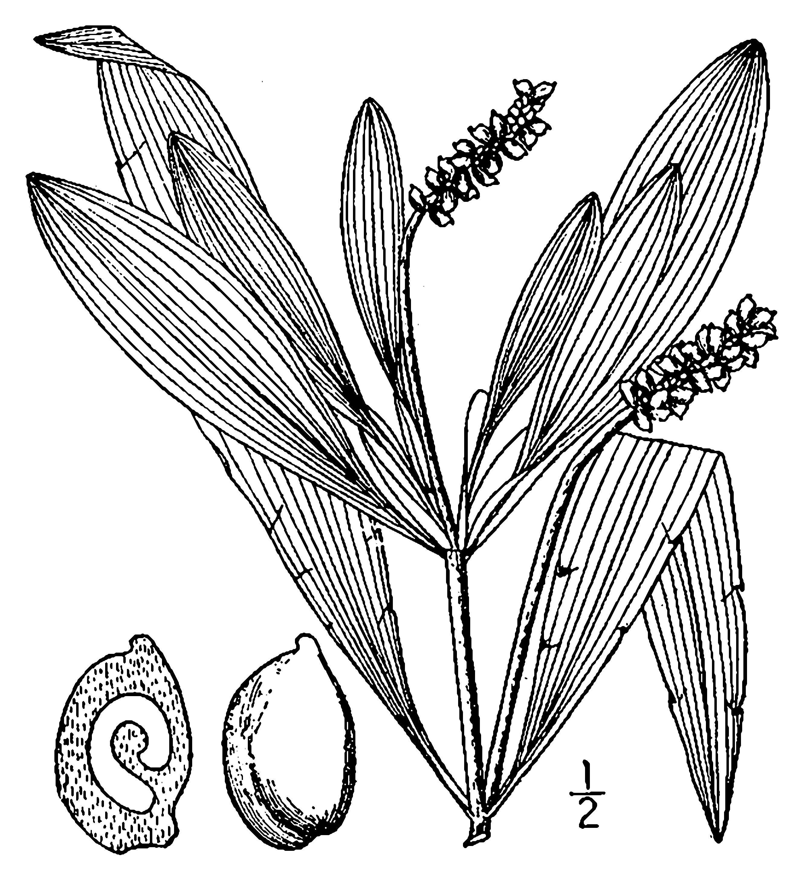 Image of alpine pondweed