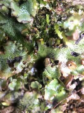 Image of Marchantia polymorpha subsp. ruderalis Bischl. & Boissel.-Dub.