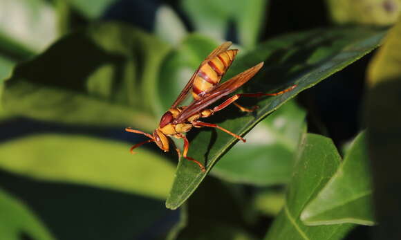 Image of <i>Polistes <i>major</i></i> major