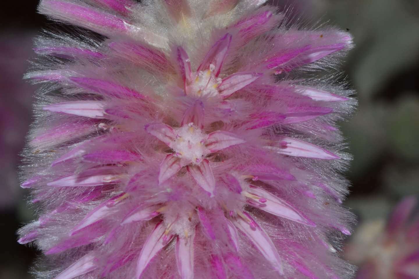 Image of Ptilotus rotundifolius (F. Müll.) F. Müll.