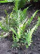 Image of common polypody