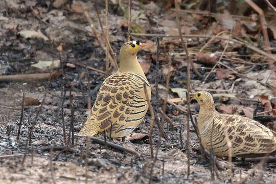 Image of Four-banded Sandgrouse