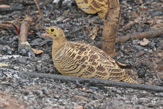 Image of Four-banded Sandgrouse