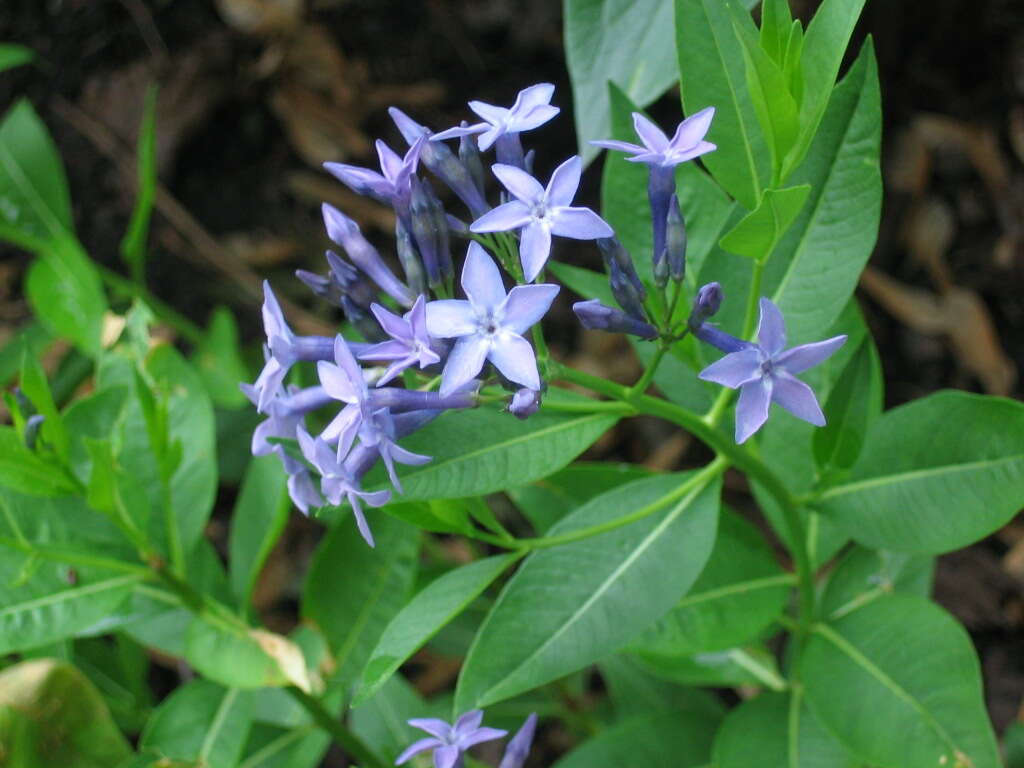 Plancia ëd Amsonia orientalis Decne.