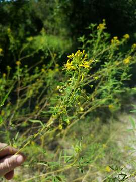 Image of Northern Stinkweed