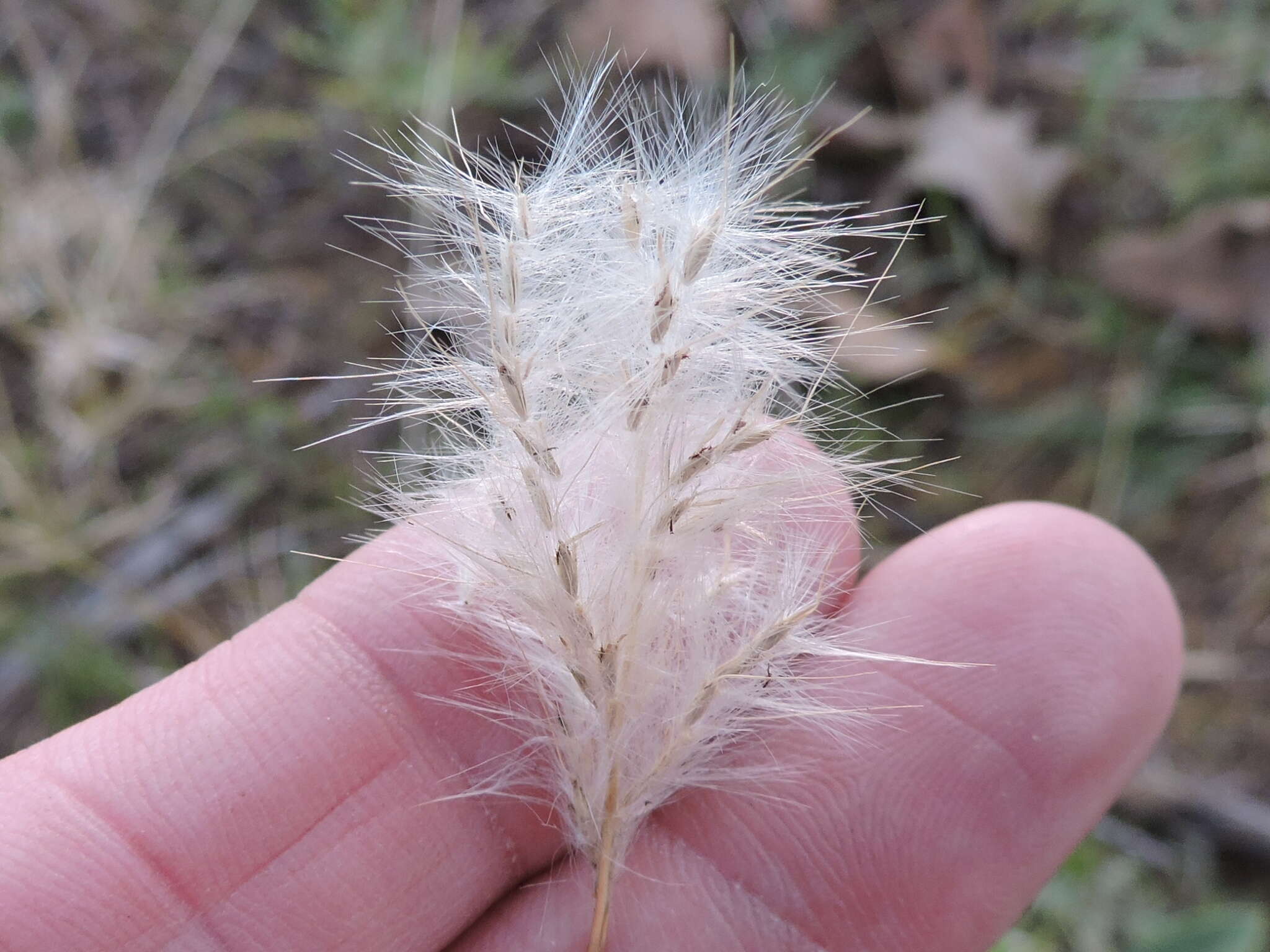 Image of silver beardgrass