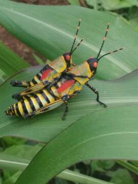 Plancia ëd Zonocerus elegans (Thunberg 1815)