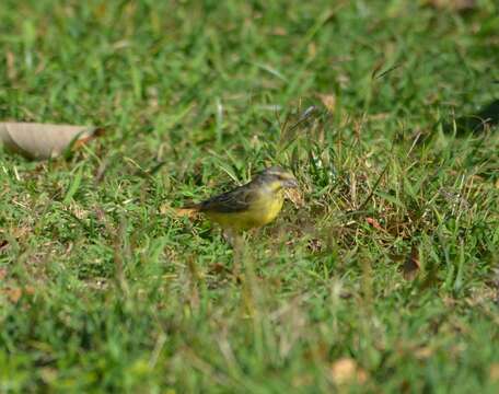 Image of Yellow-fronted Canary