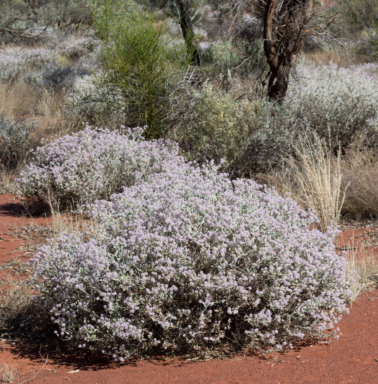 Image de Ptilotus obovatus (Gaudich.) F. Müll.