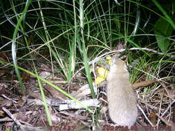 Image of Australian Pale Field Rat