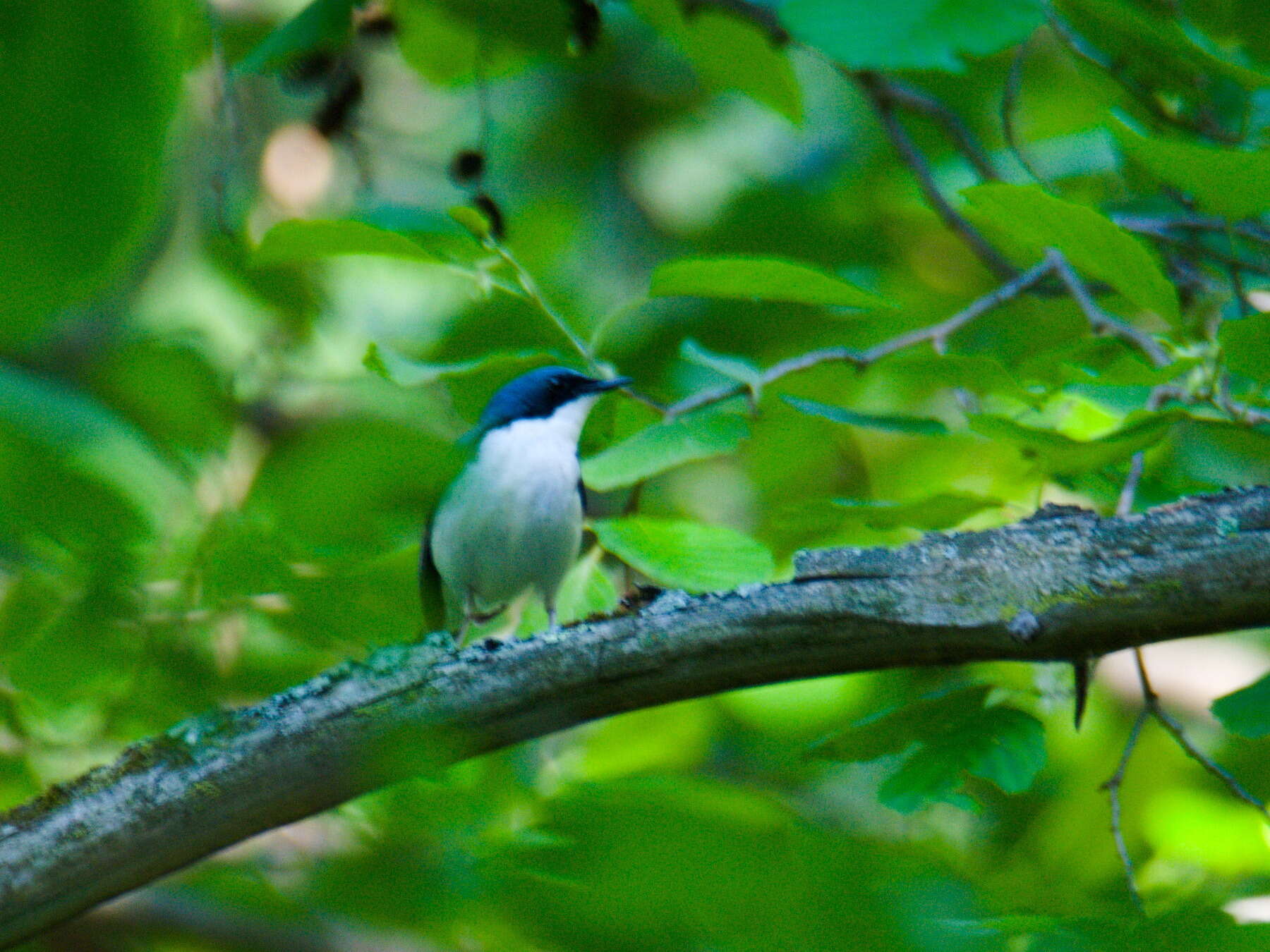 Image of Siberian Blue Robin