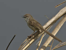 Image of Graceful Prinia