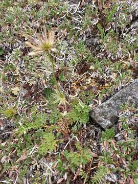 Image of Pulsatilla ajanensis Regel & Tiling