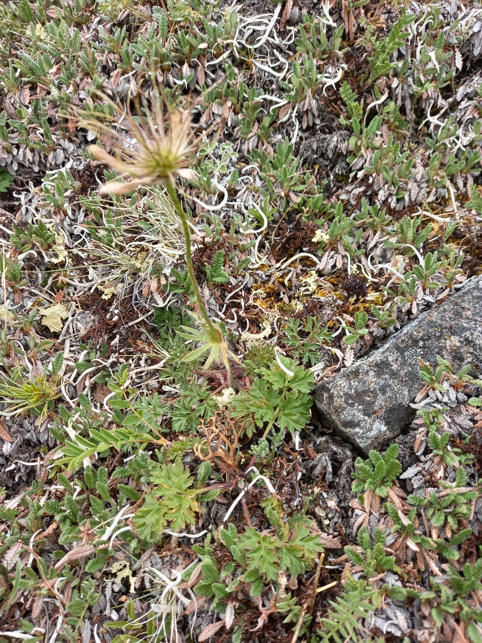 Imagem de Pulsatilla ajanensis Regel & Tiling