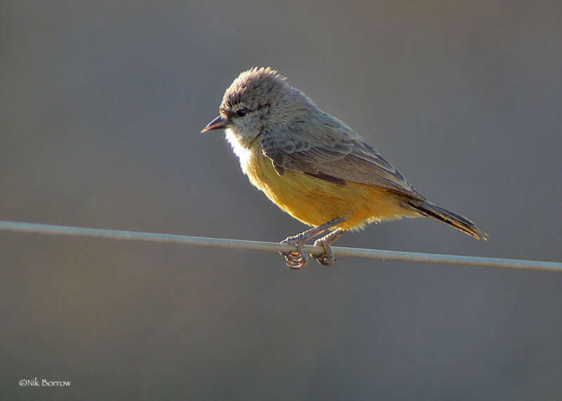 Image of Cape Penduline Tit