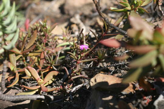 Image of Delosperma cloeteae Lavis