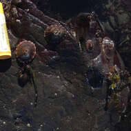 Image of volcano keyhole limpet