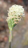 Sivun Phyllopodium elegans (Choisy) O. M. Hilliard kuva