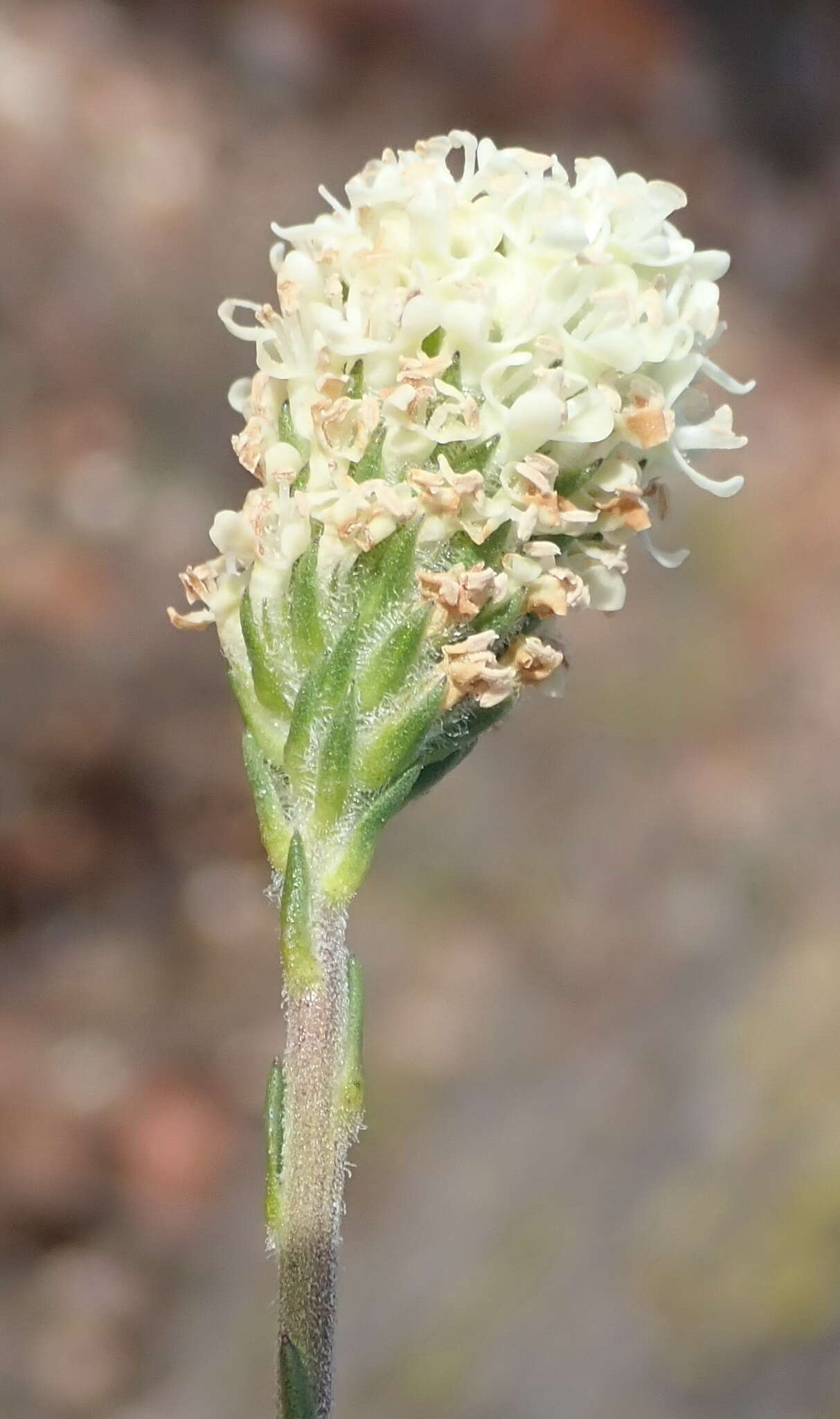 Sivun Phyllopodium elegans (Choisy) O. M. Hilliard kuva