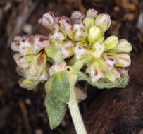 Image of sulphur-flower buckwheat