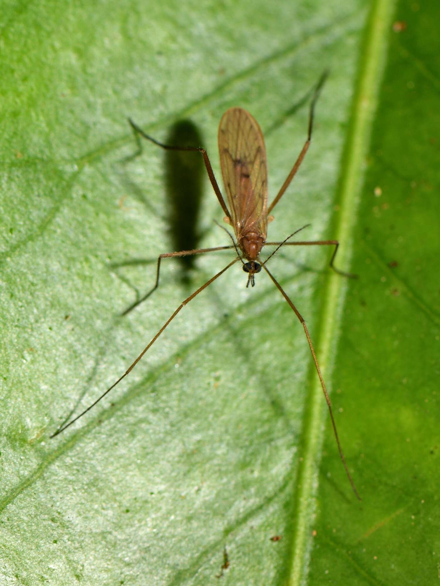 Image of Amphineurus (Nothormosia) insulsus (Hutton 1902)