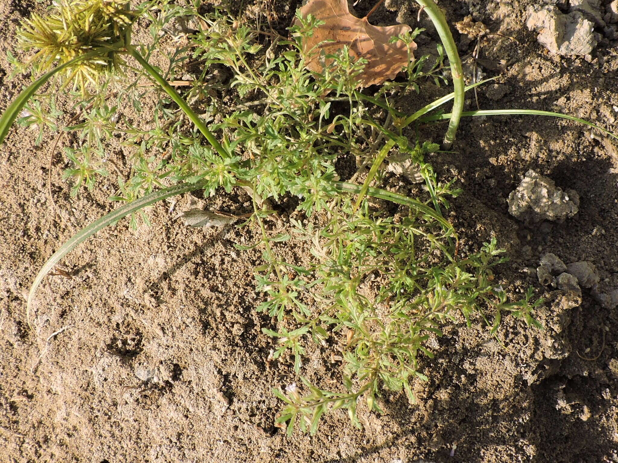 Image of Narrow-Leaf Paleseed