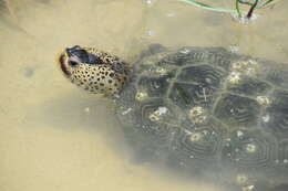 Image of Malaclemys terrapin pileata (Wied 1865)