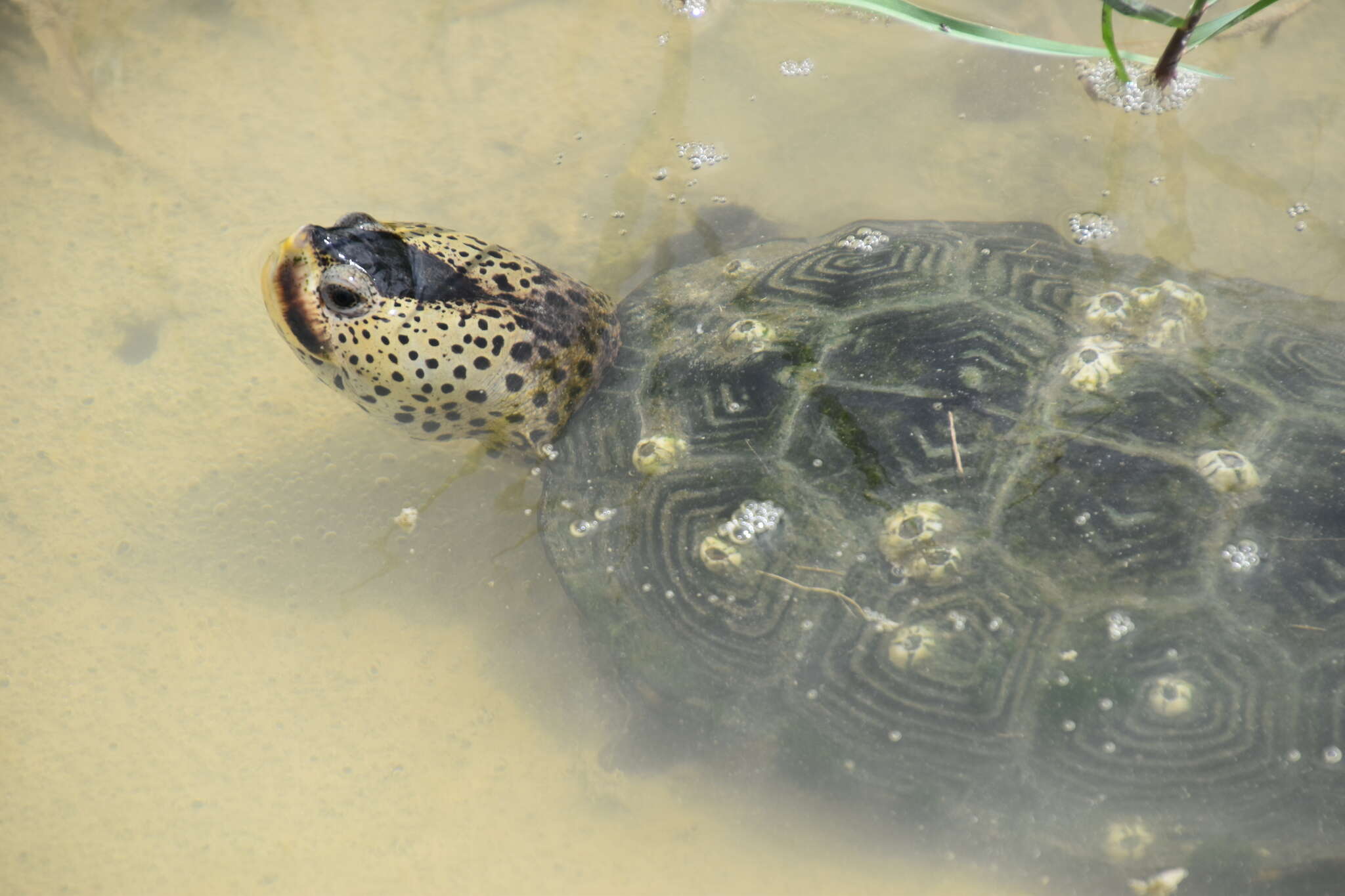 Image of Malaclemys terrapin pileata (Wied 1865)