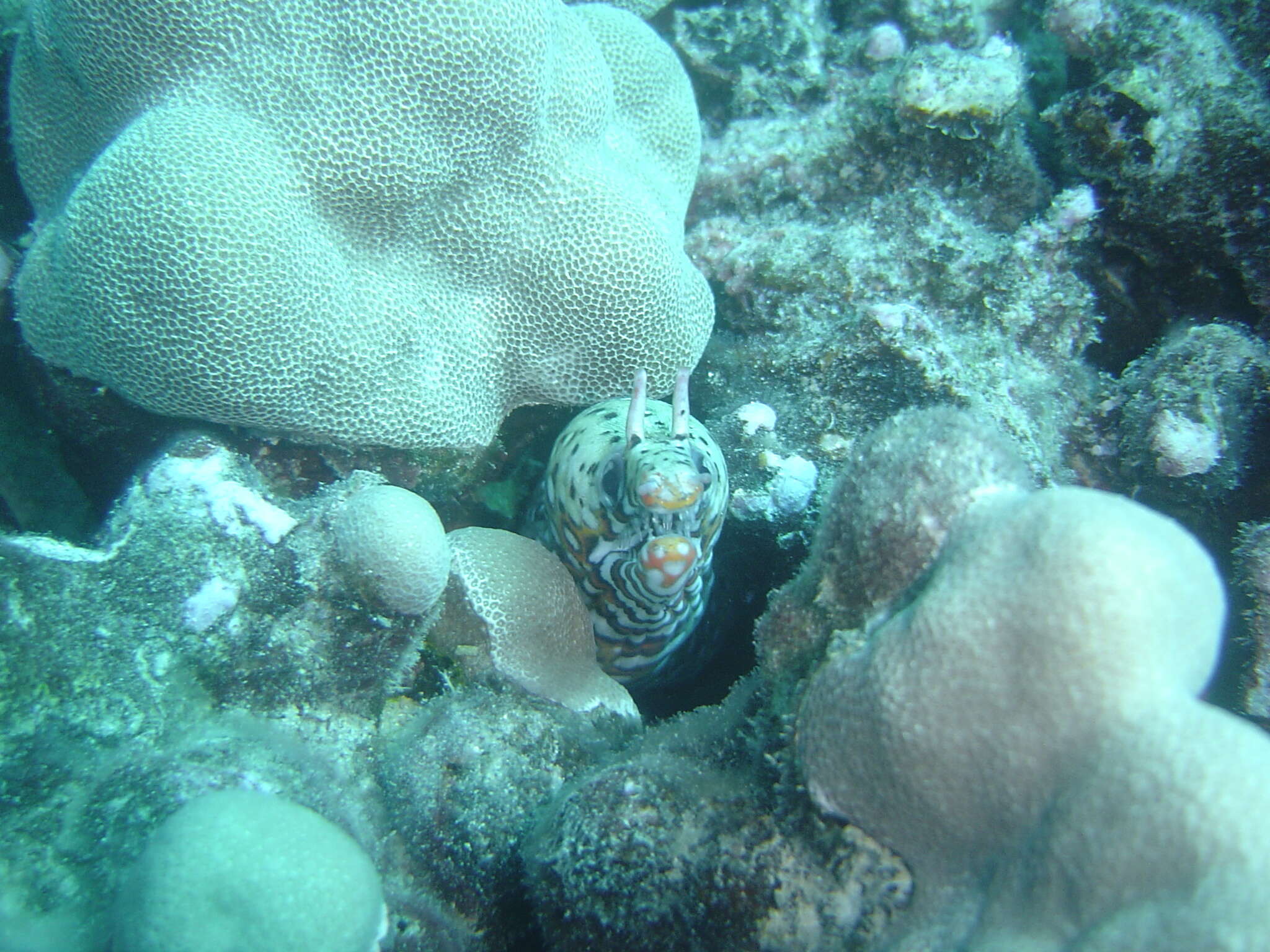 Image of Leopard moray eel