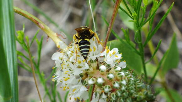 Image of Philanthus sanbornii Cresson 1865