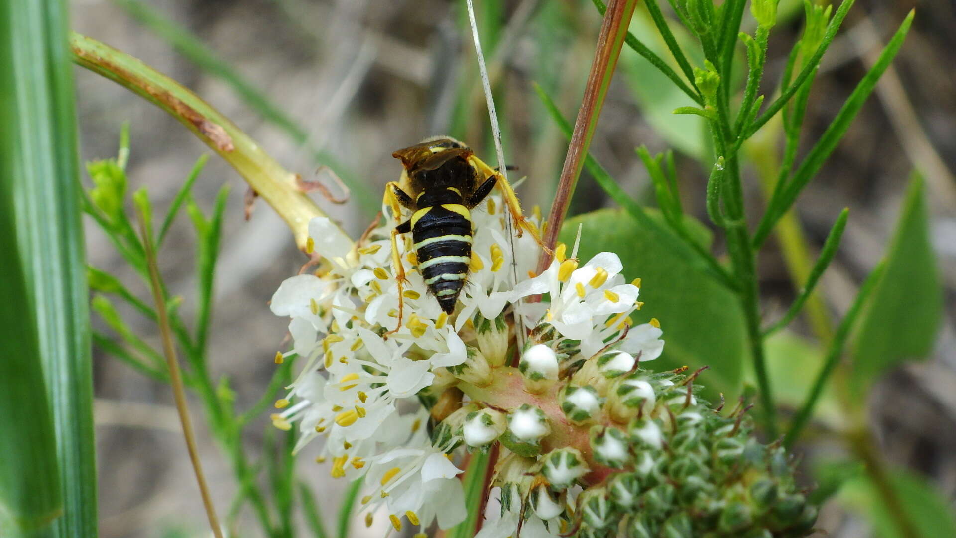 Imagem de Philanthus sanbornii Cresson 1865