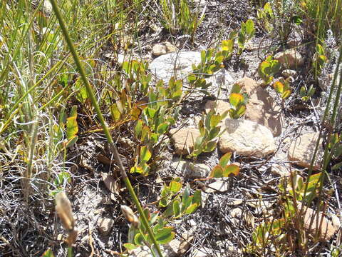 Image of Rafnia rostrata subsp. pluriflora