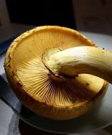 Image of Gymnopilus luteus (Peck) Hesler 1969