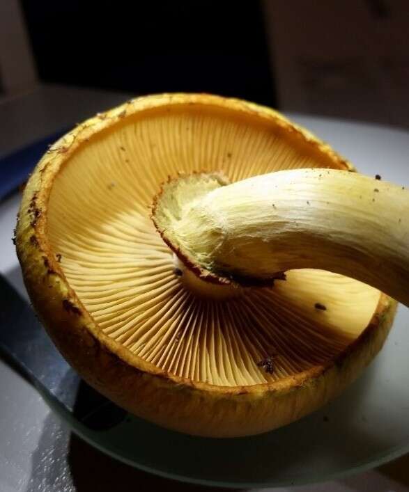 Image of Gymnopilus luteus (Peck) Hesler 1969