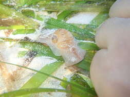 Image of colorful Atlantic moonsnail