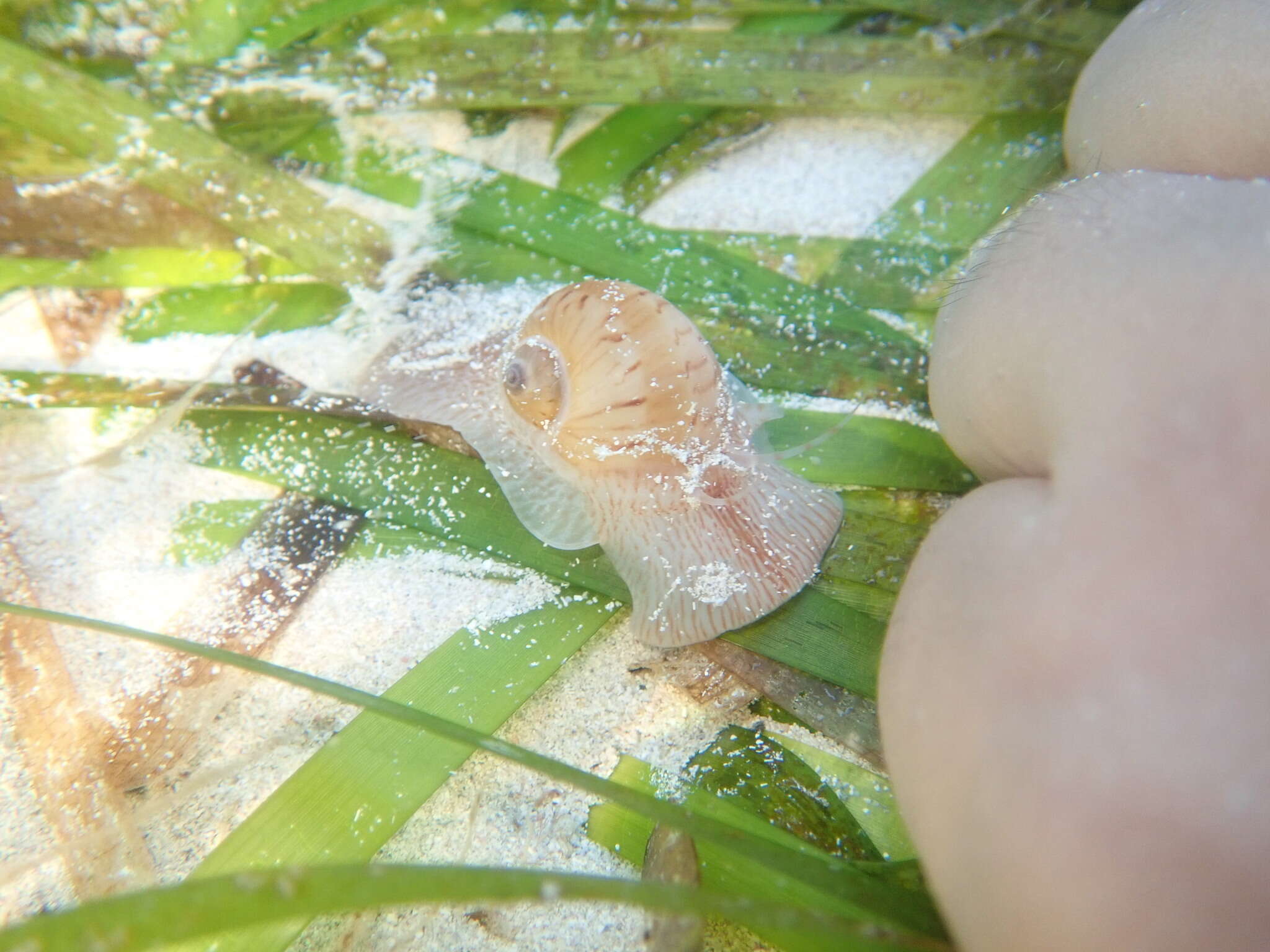 Image of colorful Atlantic moonsnail