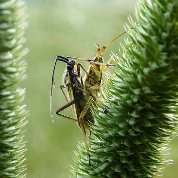 Leptopterna dolabrata (Linnaeus 1758)的圖片