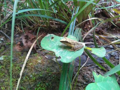 Imagem de Pristimantis chiastonotus (Lynch & Hoogmoed 1977)