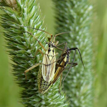 صورة Leptopterna dolabrata (Linnaeus 1758)