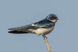 Hirundo leucosoma Swainson 1837 resmi