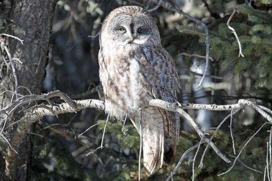 Image of Great Gray Owl