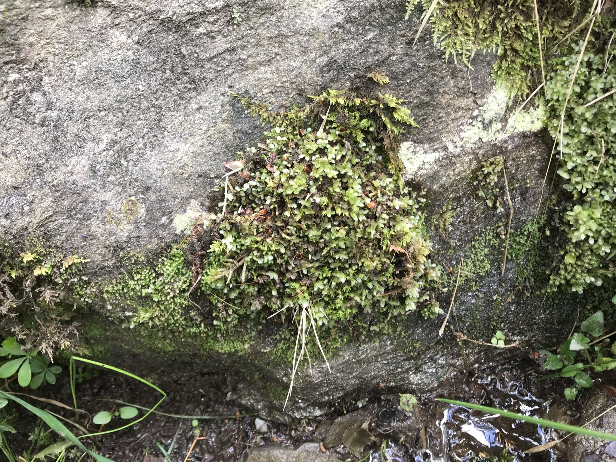 Image of elliptic plagiomnium moss