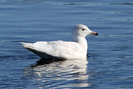 Image of Glaucous Gull